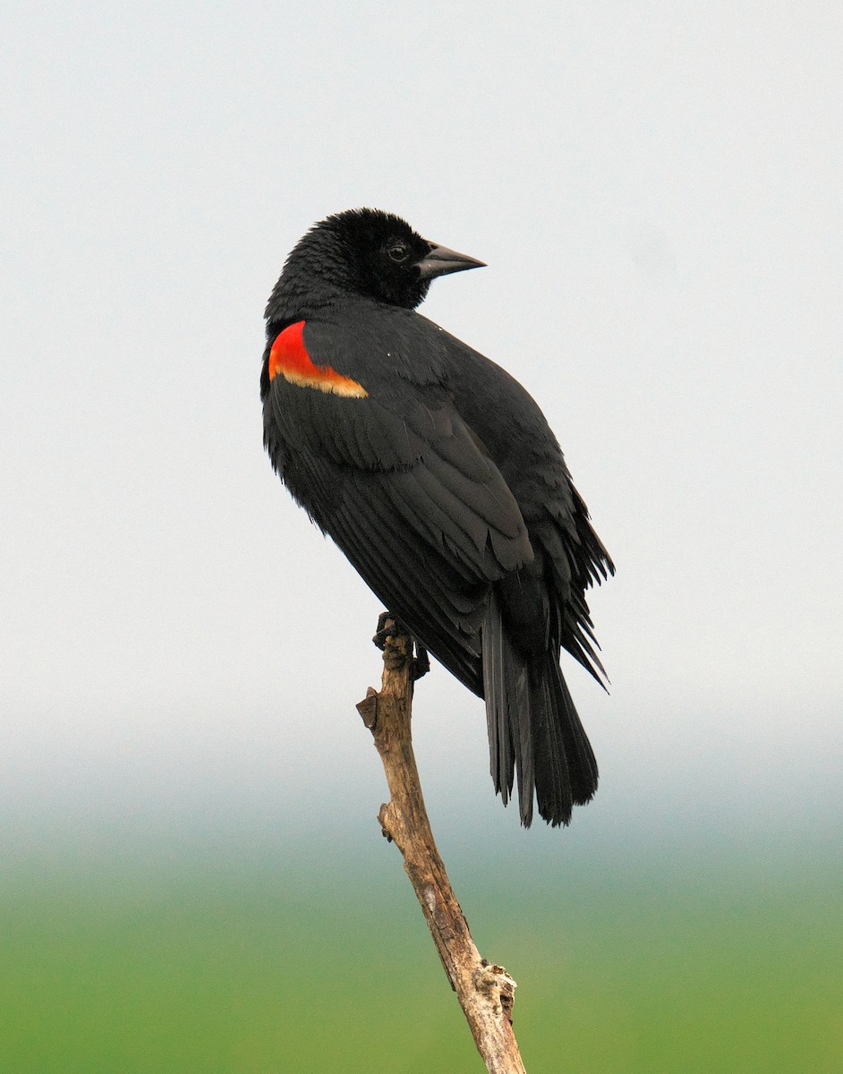 Red-winged Blackbird - ML620222326