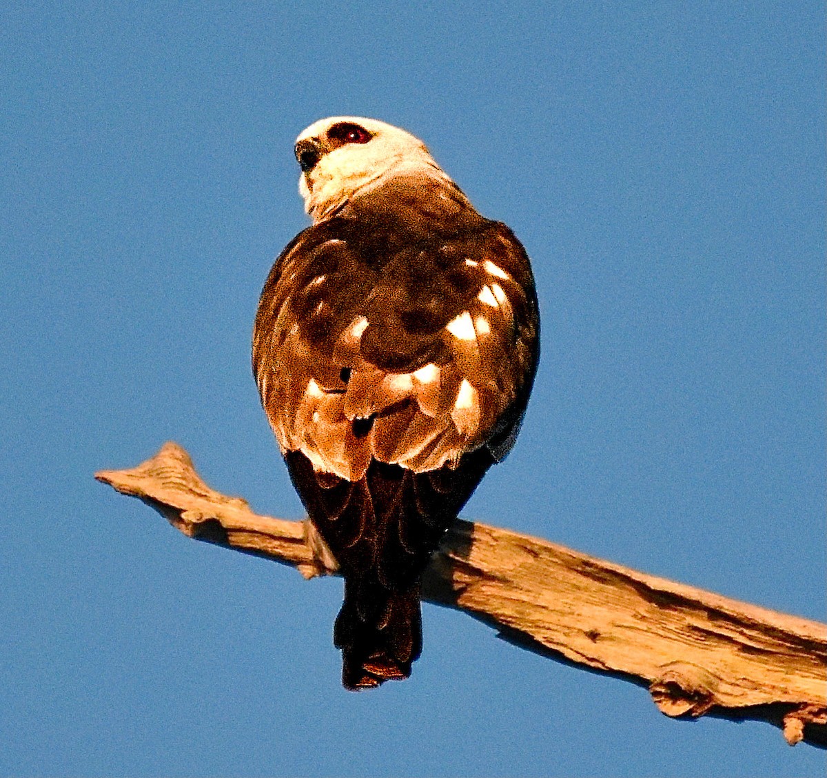 Mississippi Kite - ML620222349