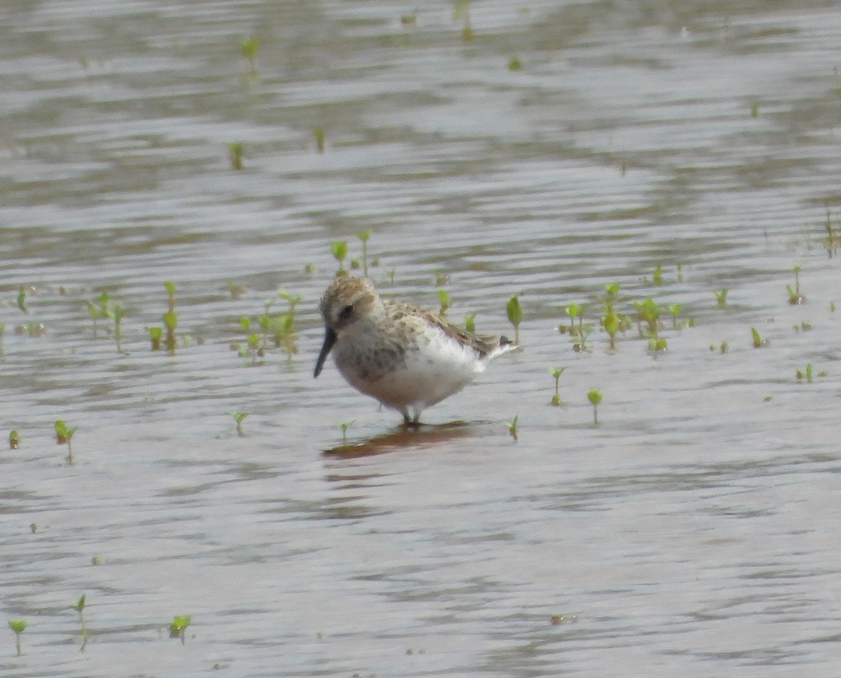 Semipalmated Sandpiper - ML620222357