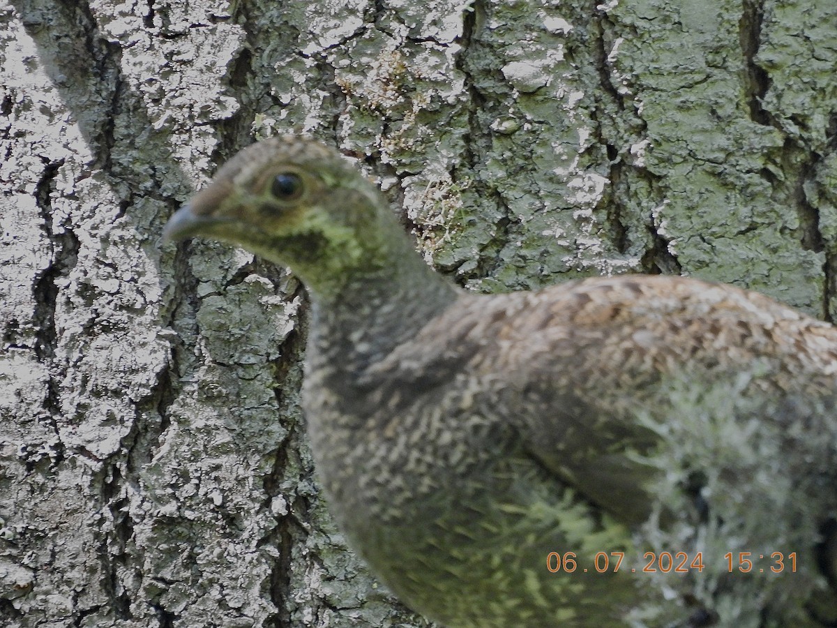 Sooty Grouse - ML620222360