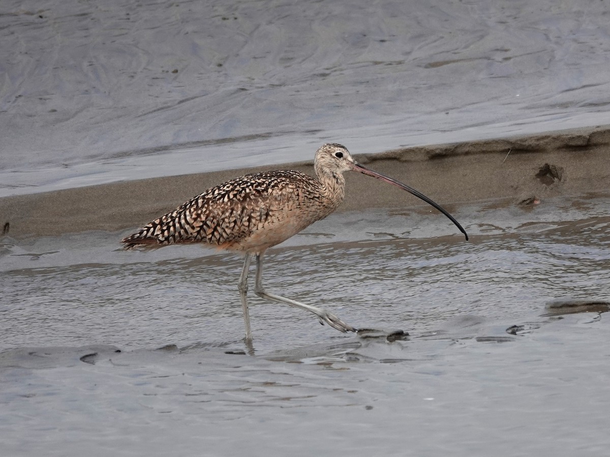 Long-billed Curlew - ML620222362