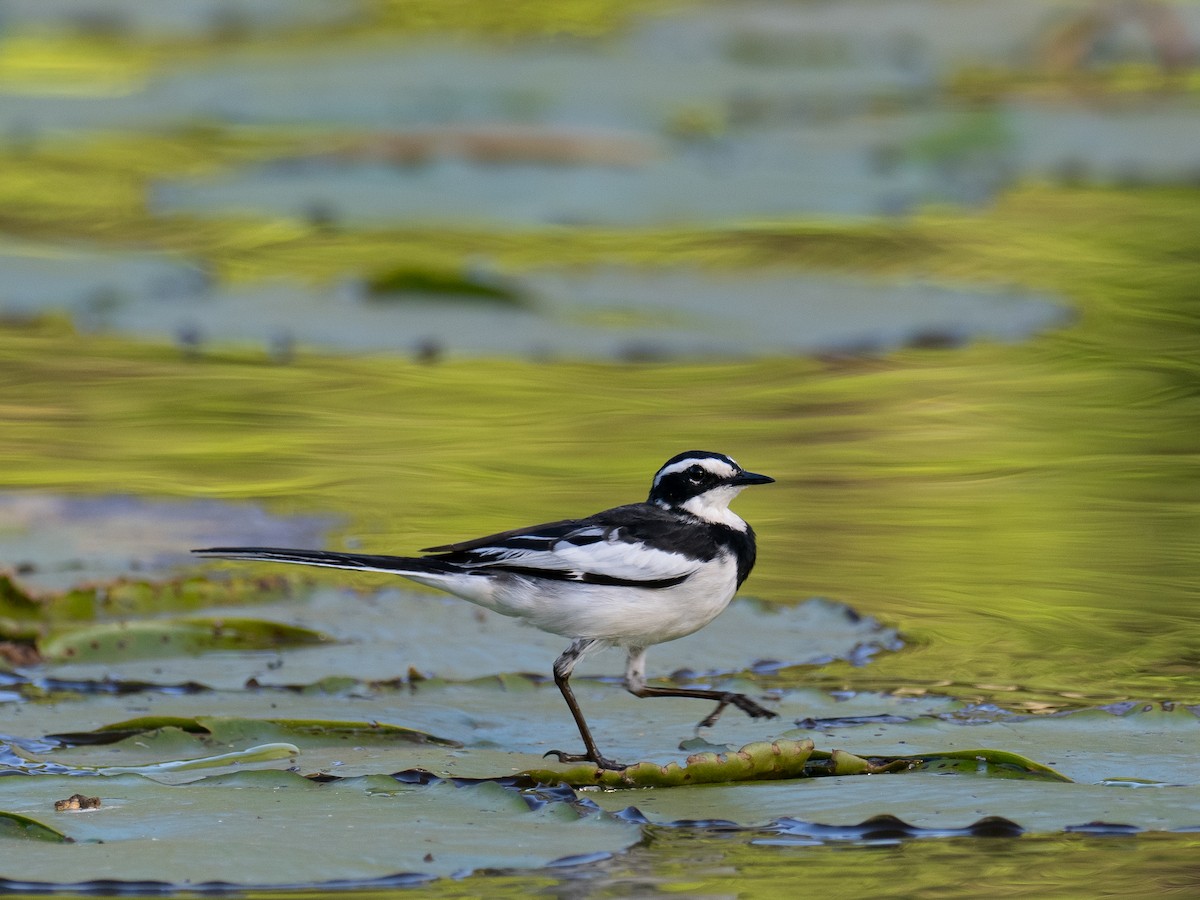 African Pied Wagtail - ML620222364