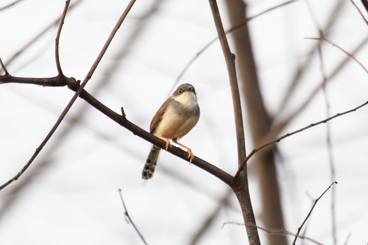 Prinia de Hodgson - ML620222365