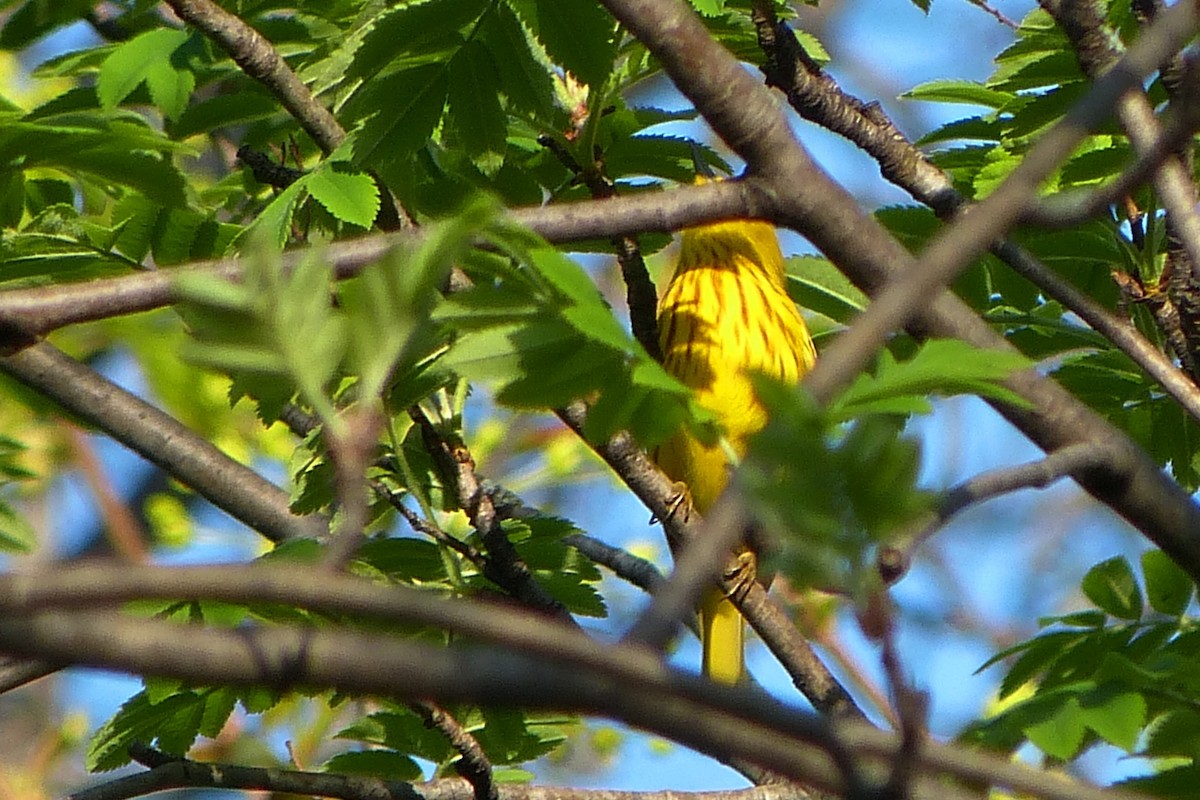 Paruline jaune - ML620222366