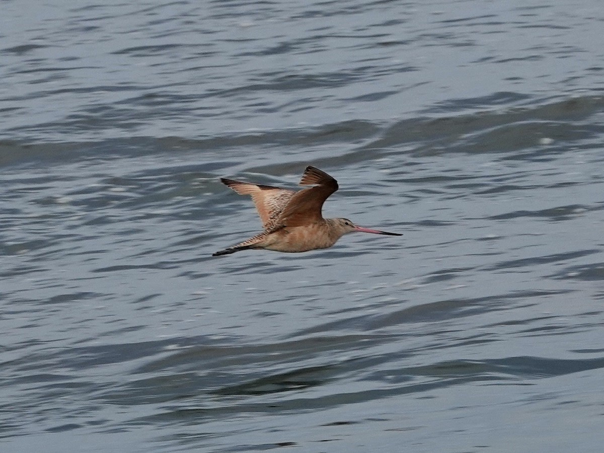 Marbled Godwit - ML620222367