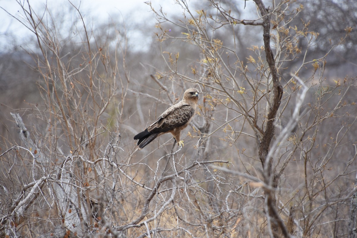 Wahlberg's Eagle - ML620222368