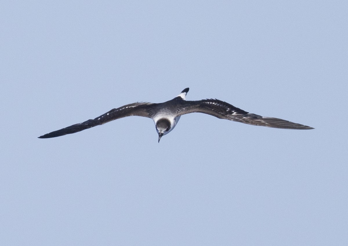 Black-capped Petrel - ML620222374