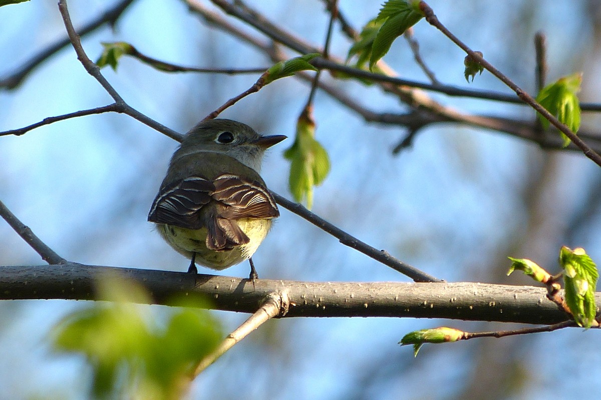 Least Flycatcher - ML620222382