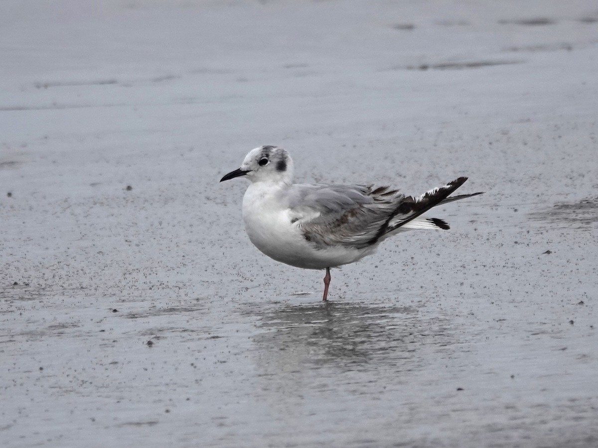 Bonaparte's Gull - ML620222384