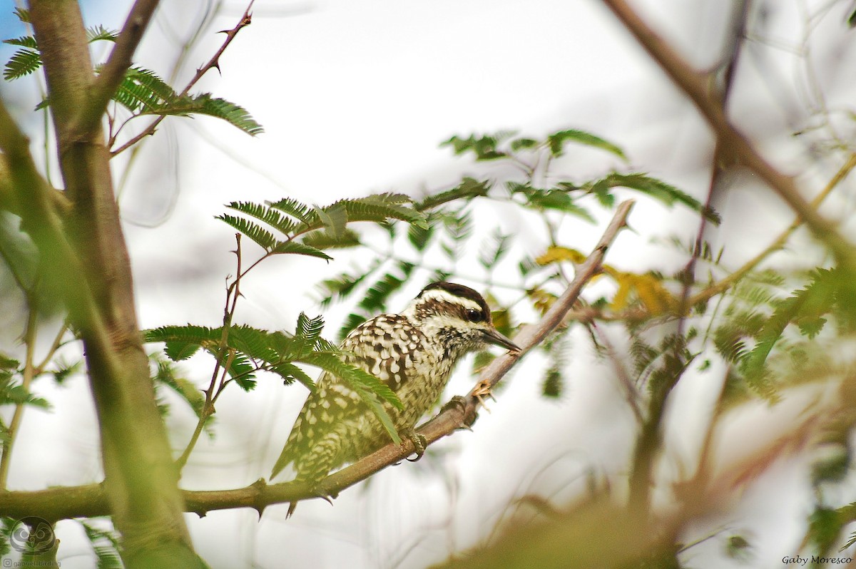 Checkered Woodpecker - ML620222389