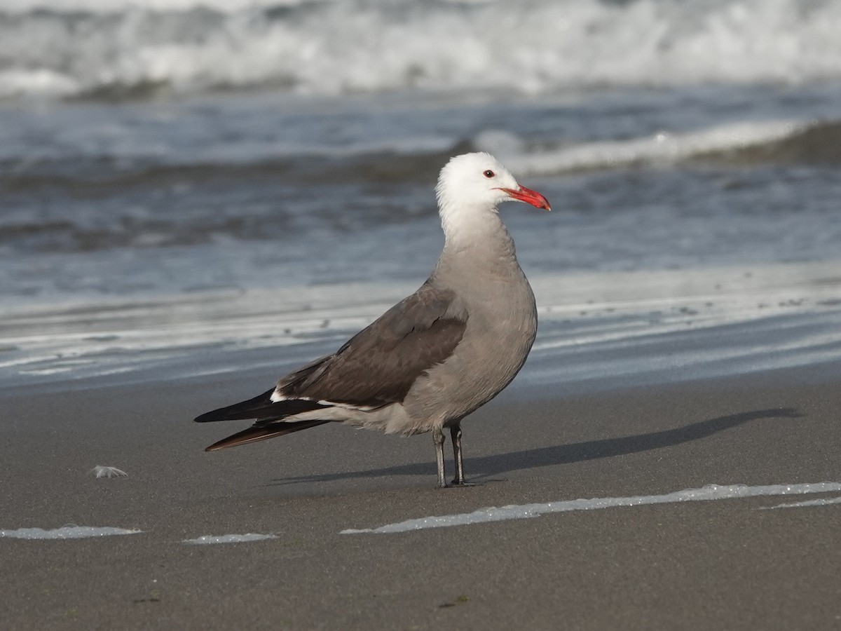 Heermann's Gull - ML620222395