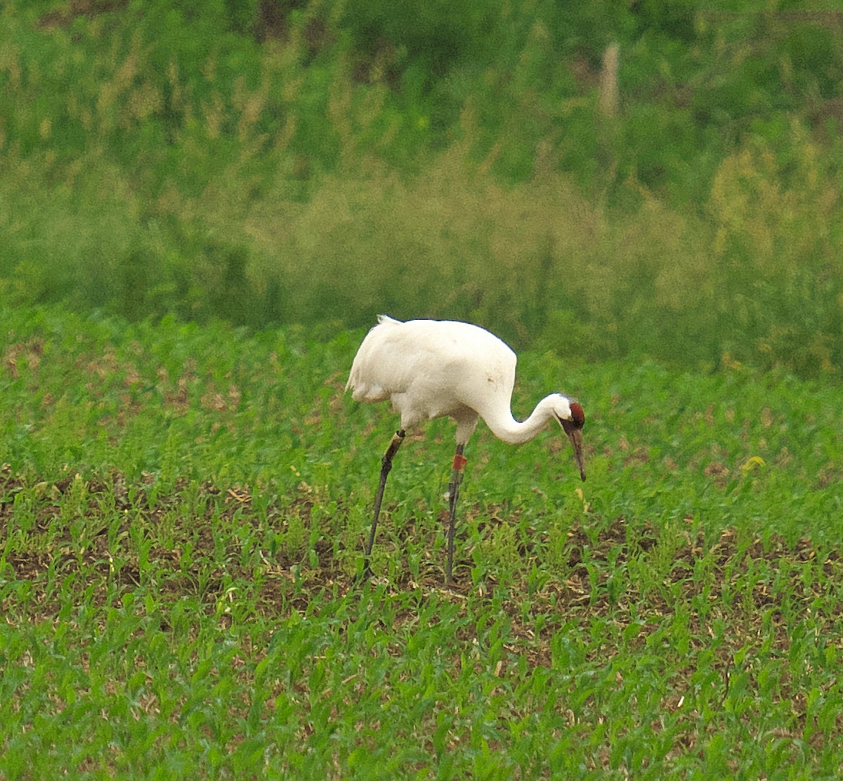 Whooping Crane - ML620222398