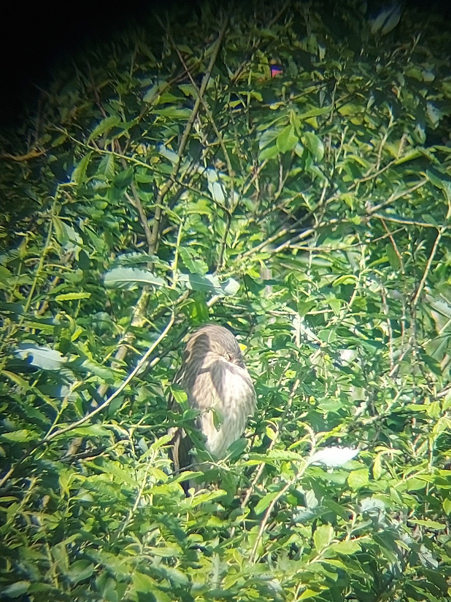 Black-crowned Night Heron - ML620222400