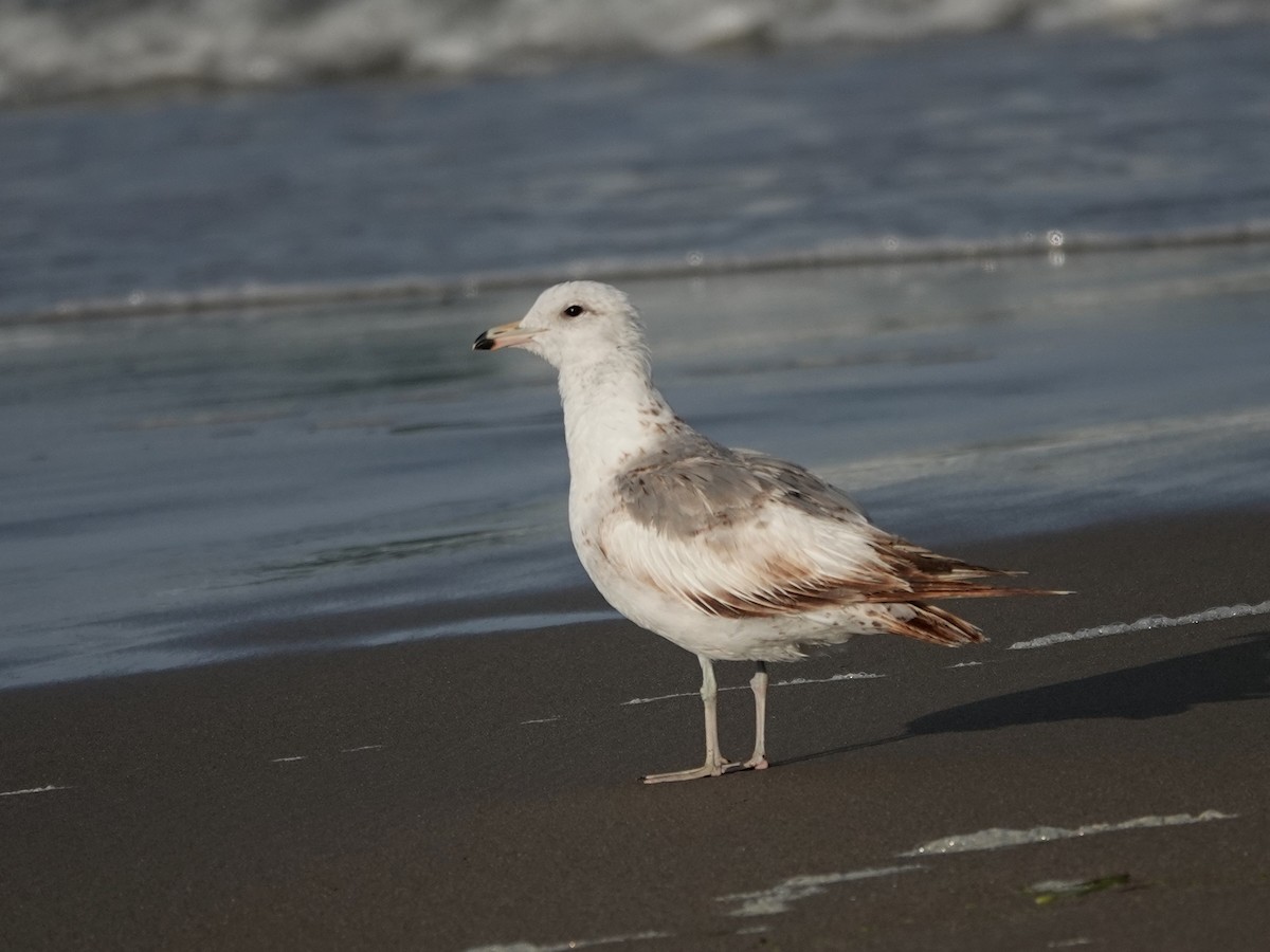 Ring-billed Gull - ML620222408