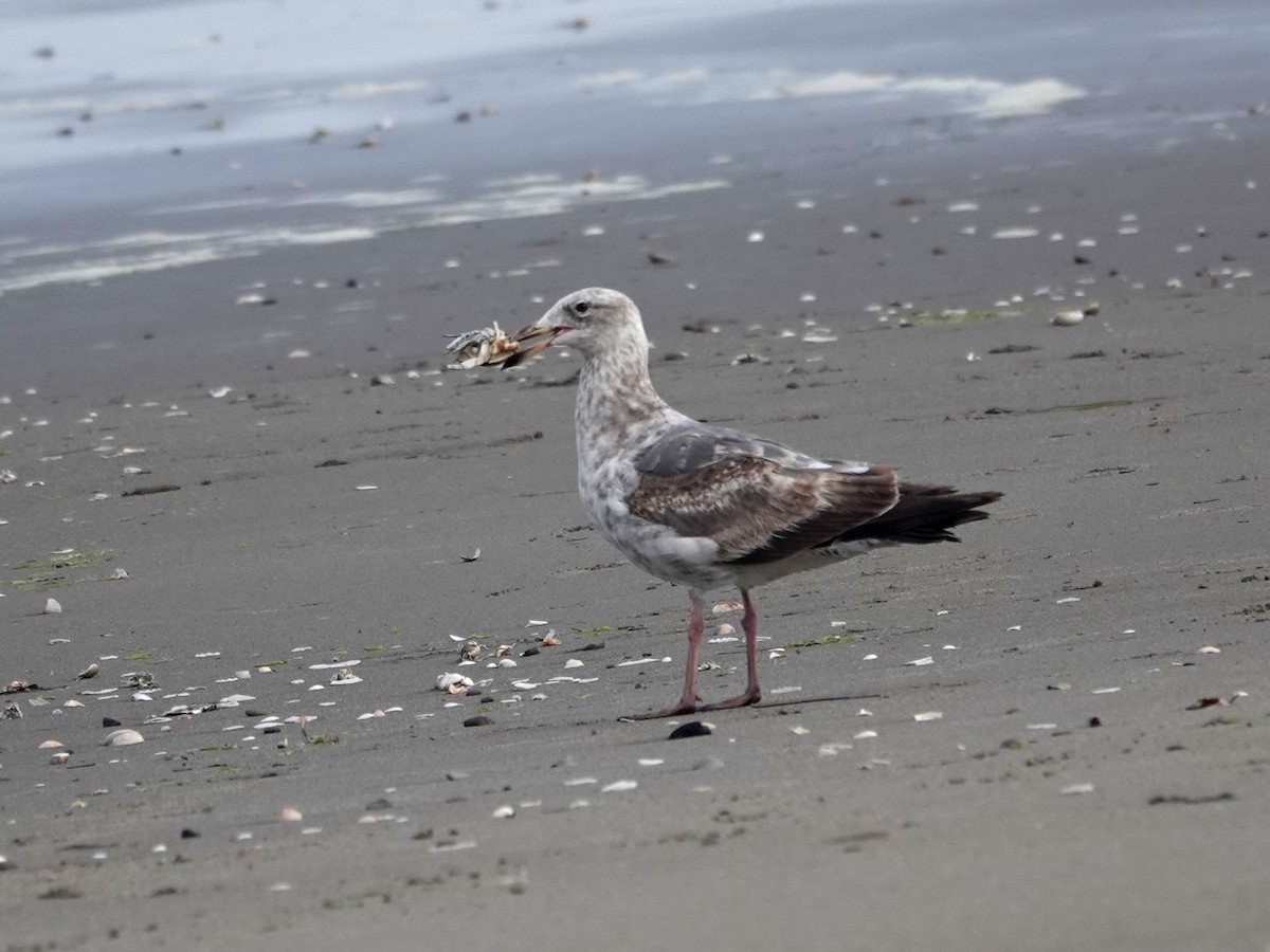 Western Gull - ML620222410