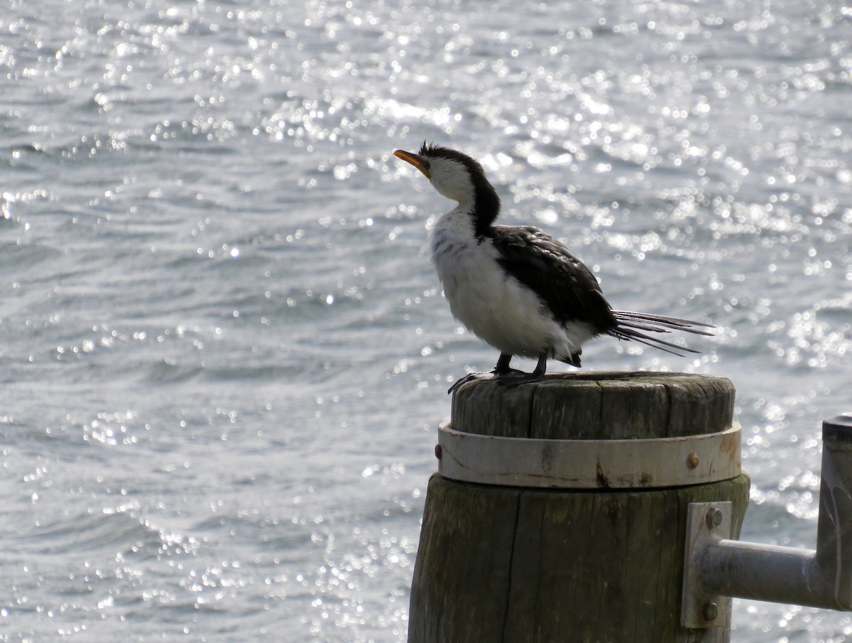 Little Pied Cormorant - ML620222415