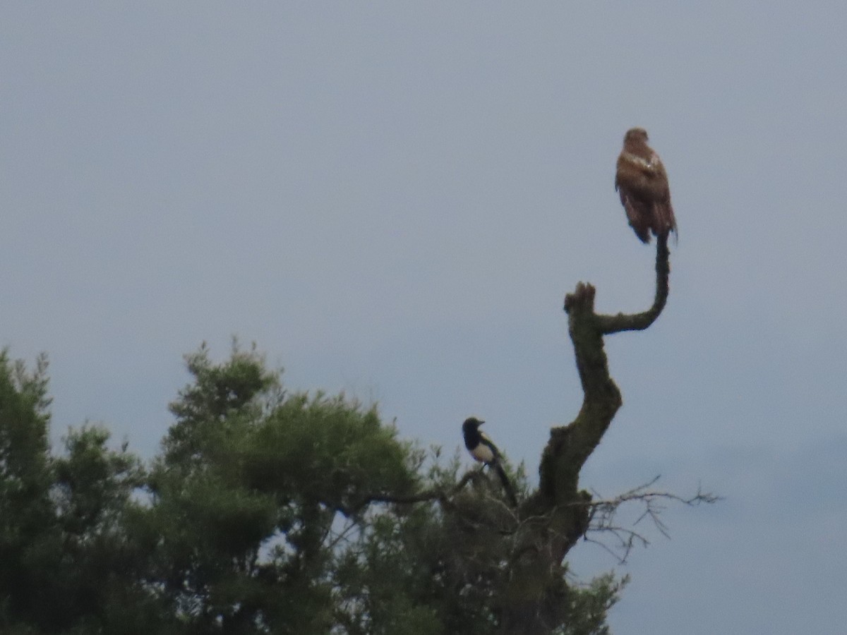 Common Buzzard - ML620222429