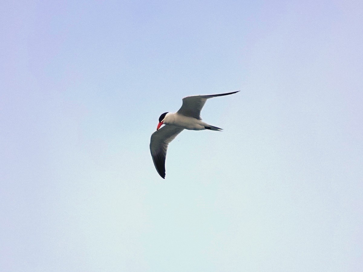 Caspian Tern - ML620222430