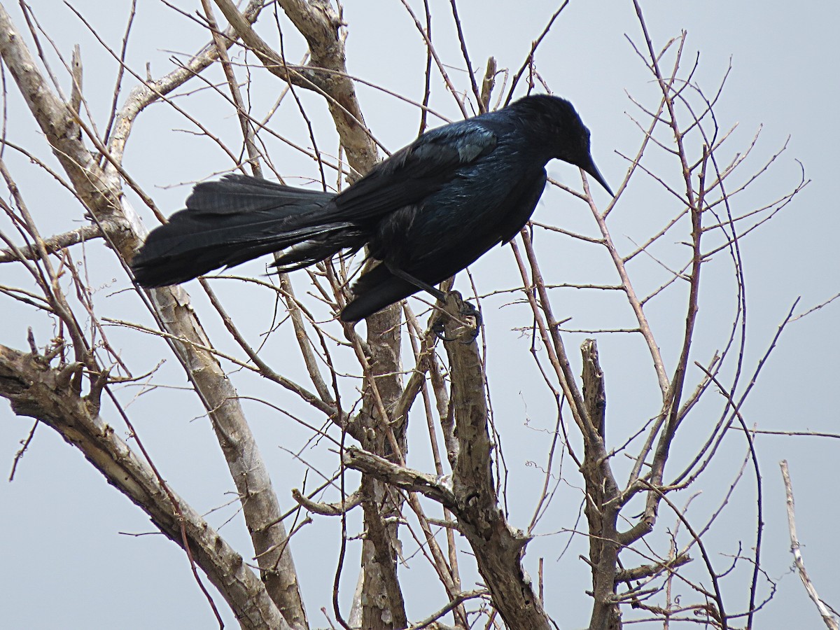 Boat-tailed Grackle - ML620222433