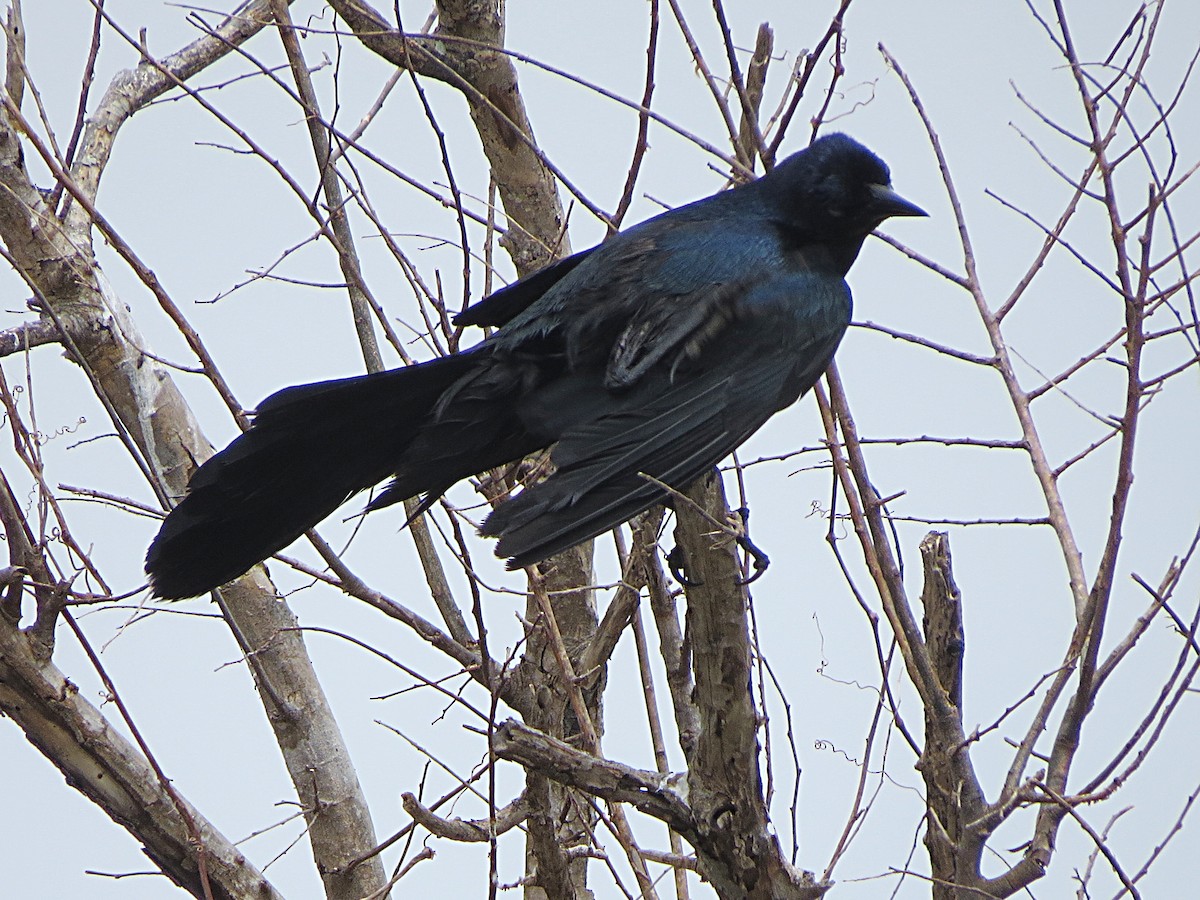 Boat-tailed Grackle - ML620222435