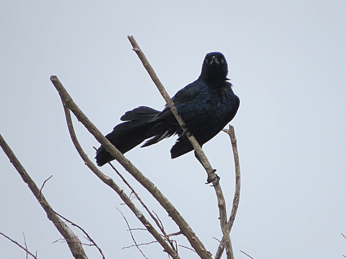 Boat-tailed Grackle - ML620222438