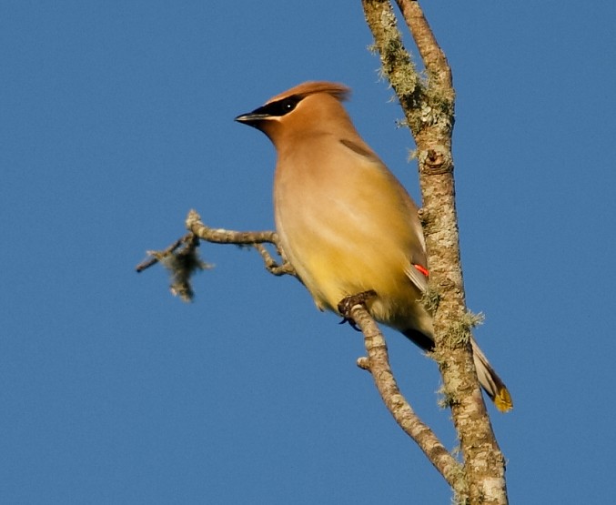 Cedar Waxwing - ML620222444