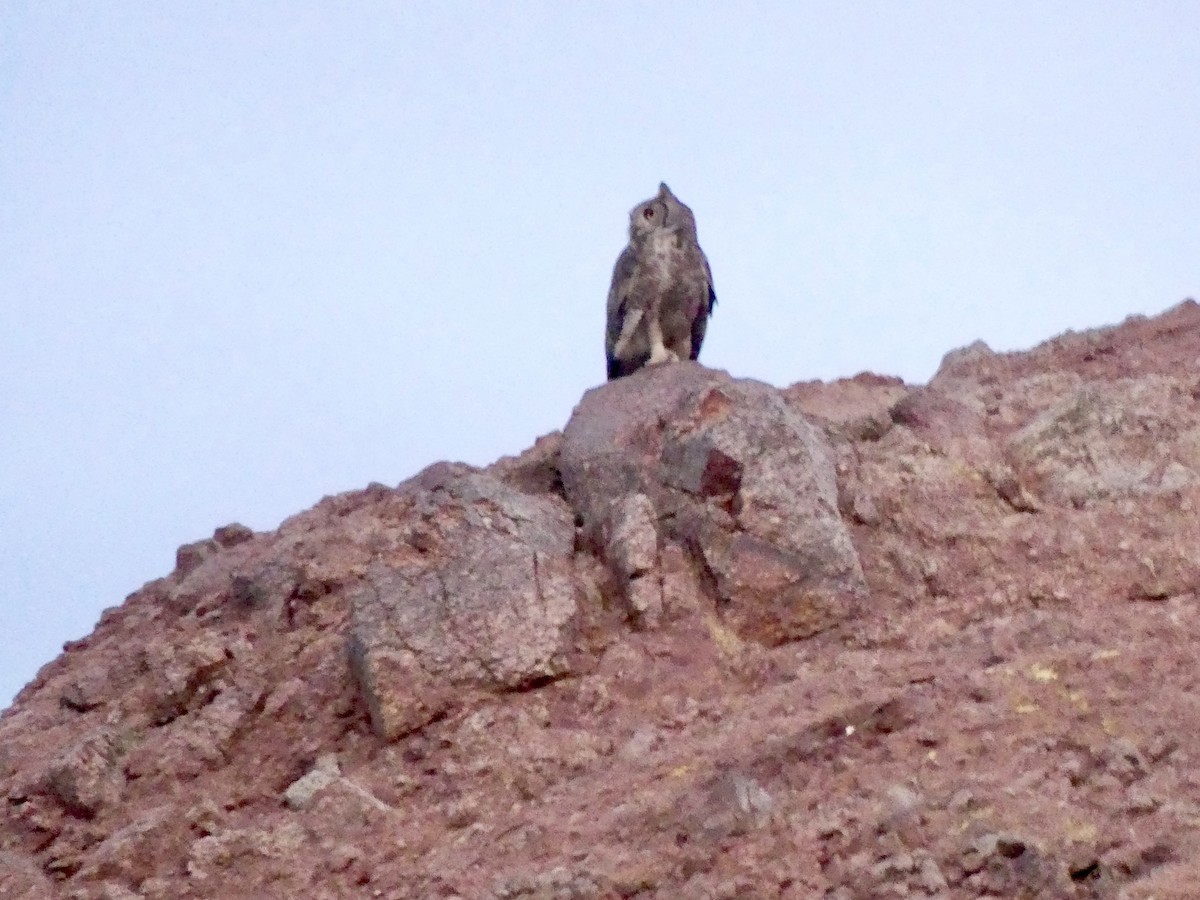 Great Horned Owl - ML620222466