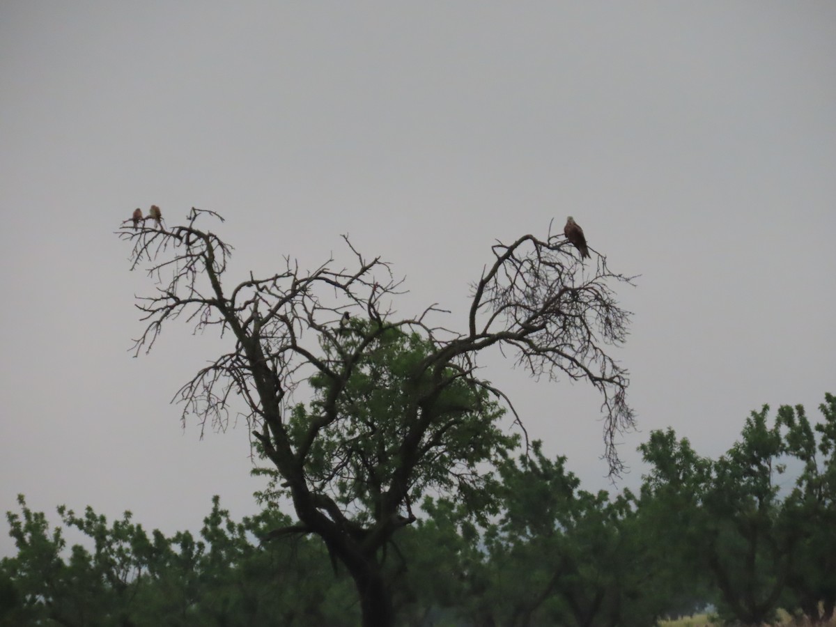 Eurasian Kestrel - ML620222485