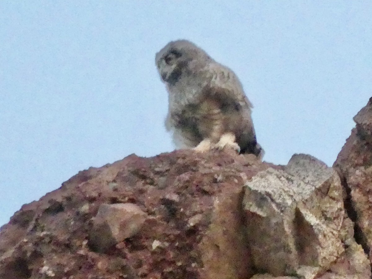 Great Horned Owl - ML620222500