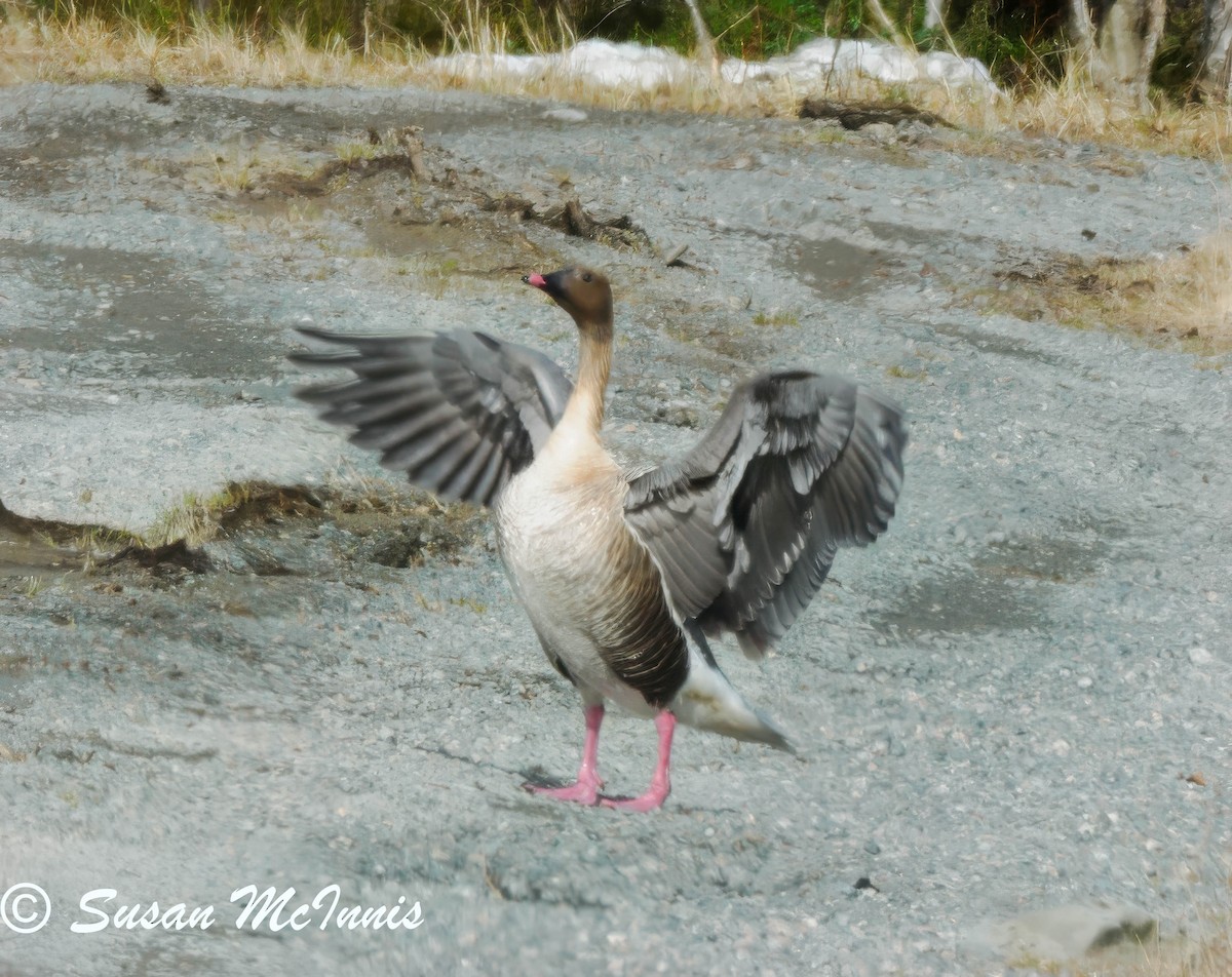 Pink-footed Goose - Susan Mac
