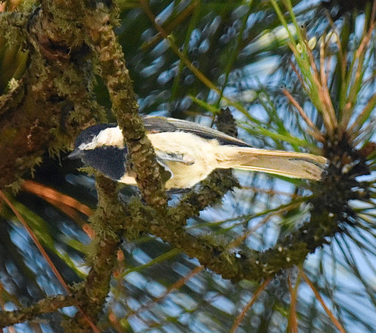 Carolina Chickadee - ML620222510