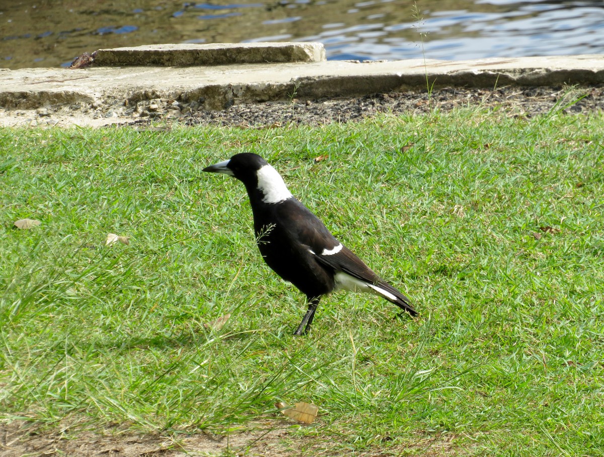 Australian Magpie - ML620222512