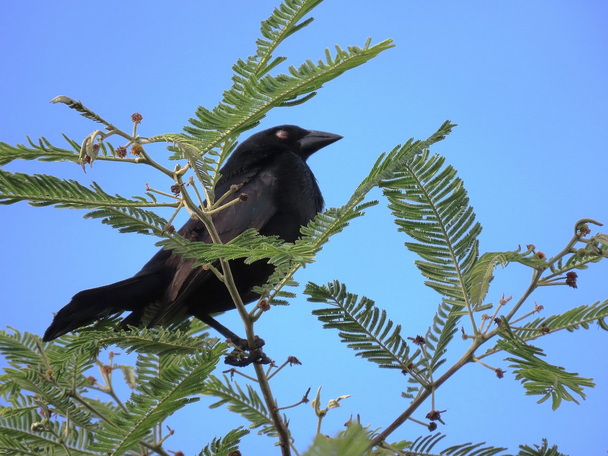 Bronzed Cowbird - Alfonso Auerbach