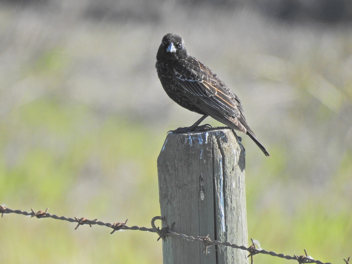 Red-winged Blackbird - ML620222515