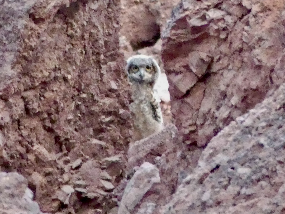 Great Horned Owl - ML620222519