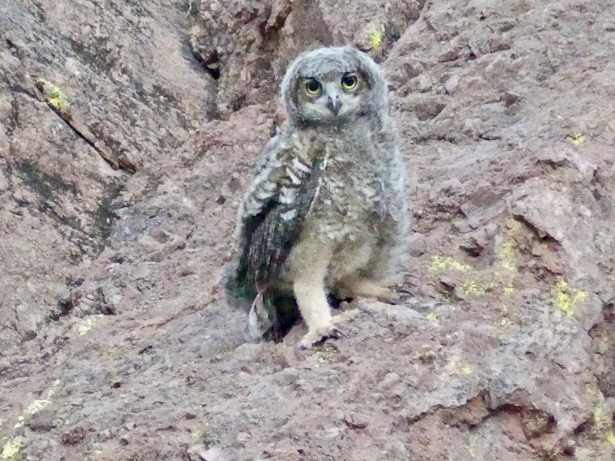 Great Horned Owl - ML620222520