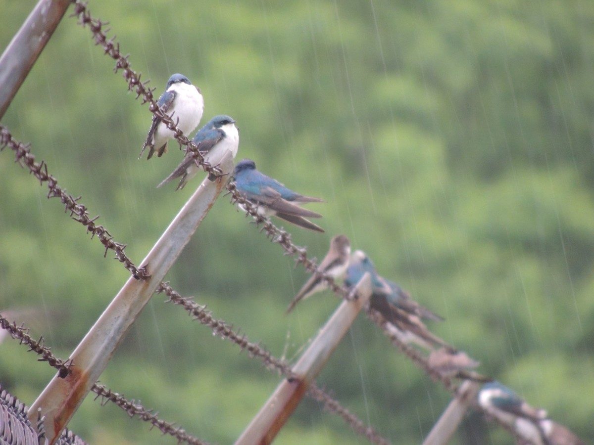 Tree Swallow - ML620222530