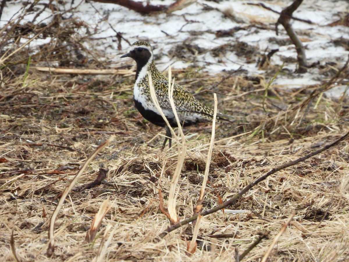 European Golden-Plover - ML620222541