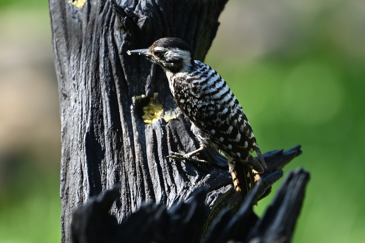 Ladder-backed Woodpecker - ML620222542