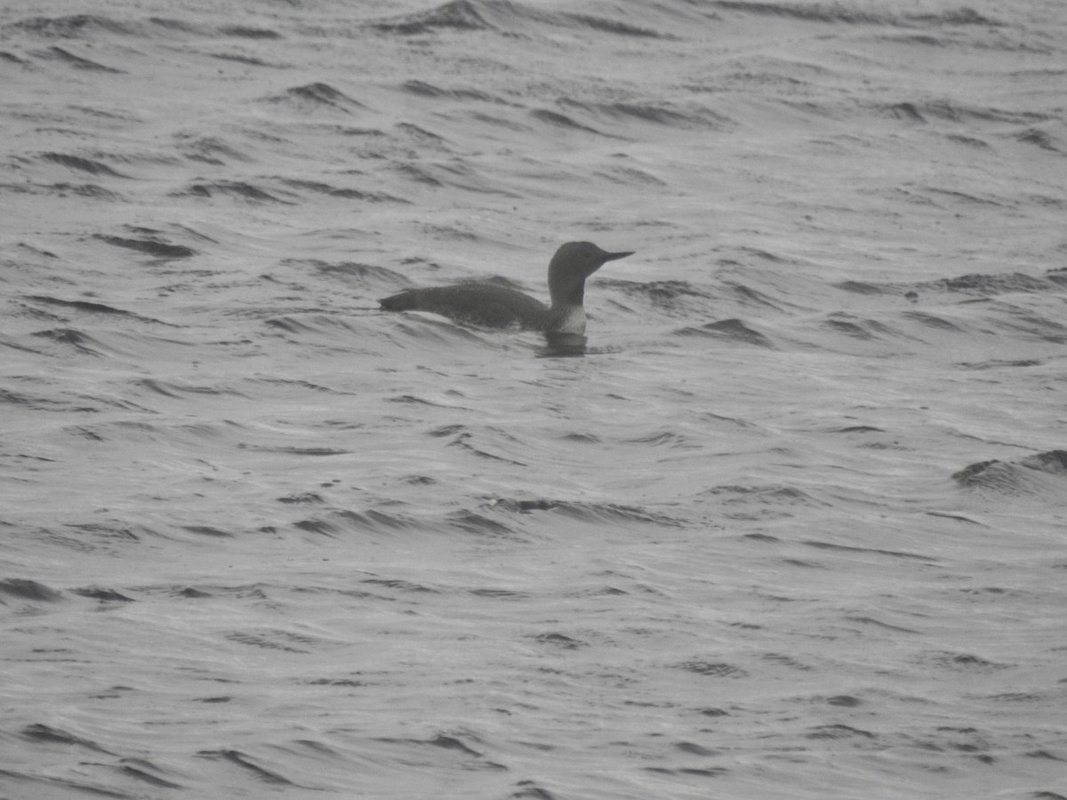 Red-throated Loon - ML620222557