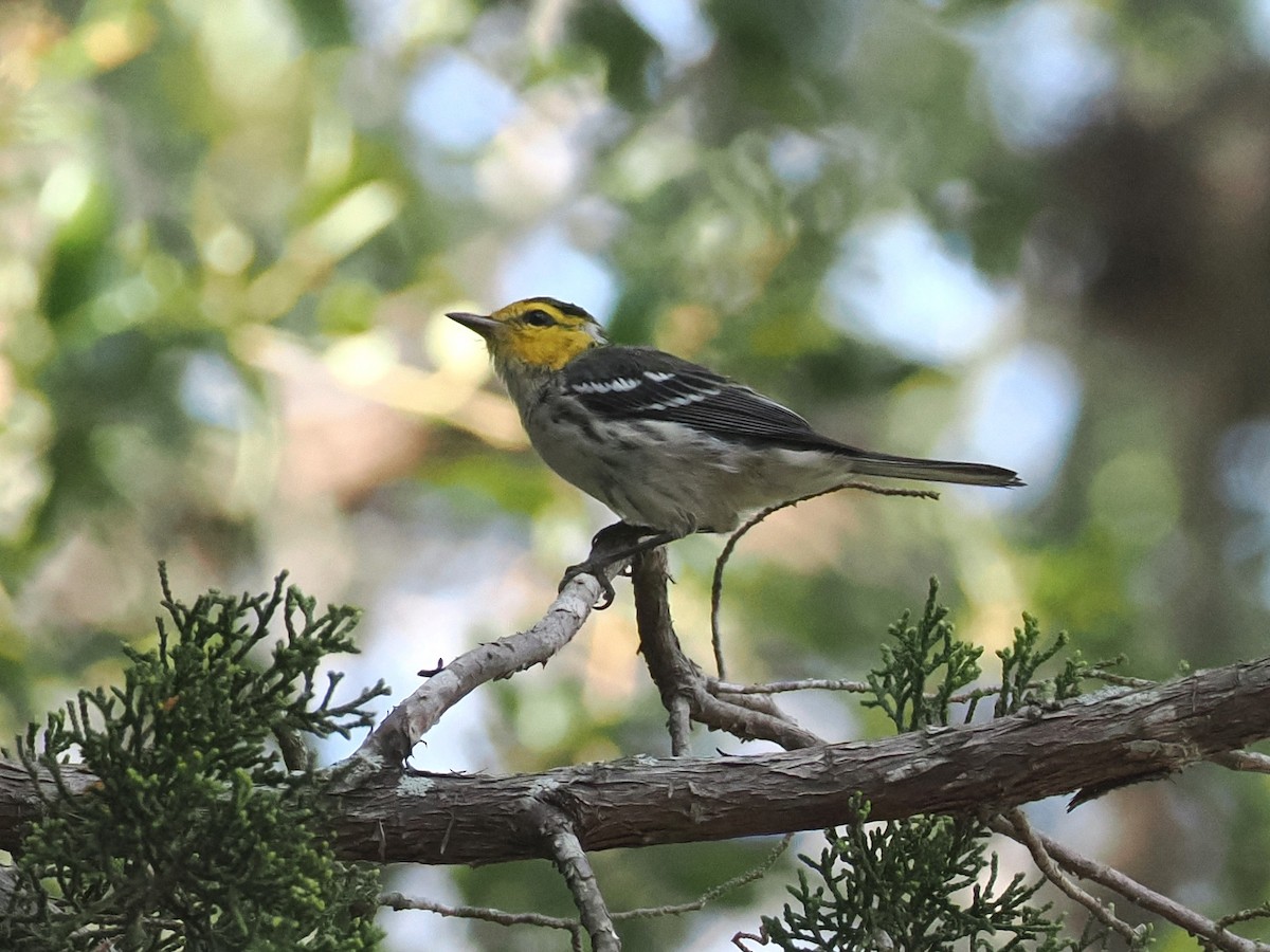 Golden-cheeked Warbler - ML620222563