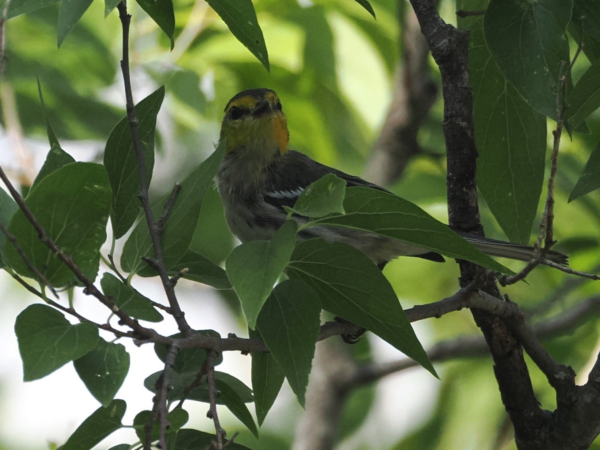 Golden-cheeked Warbler - Vincent O'Brien