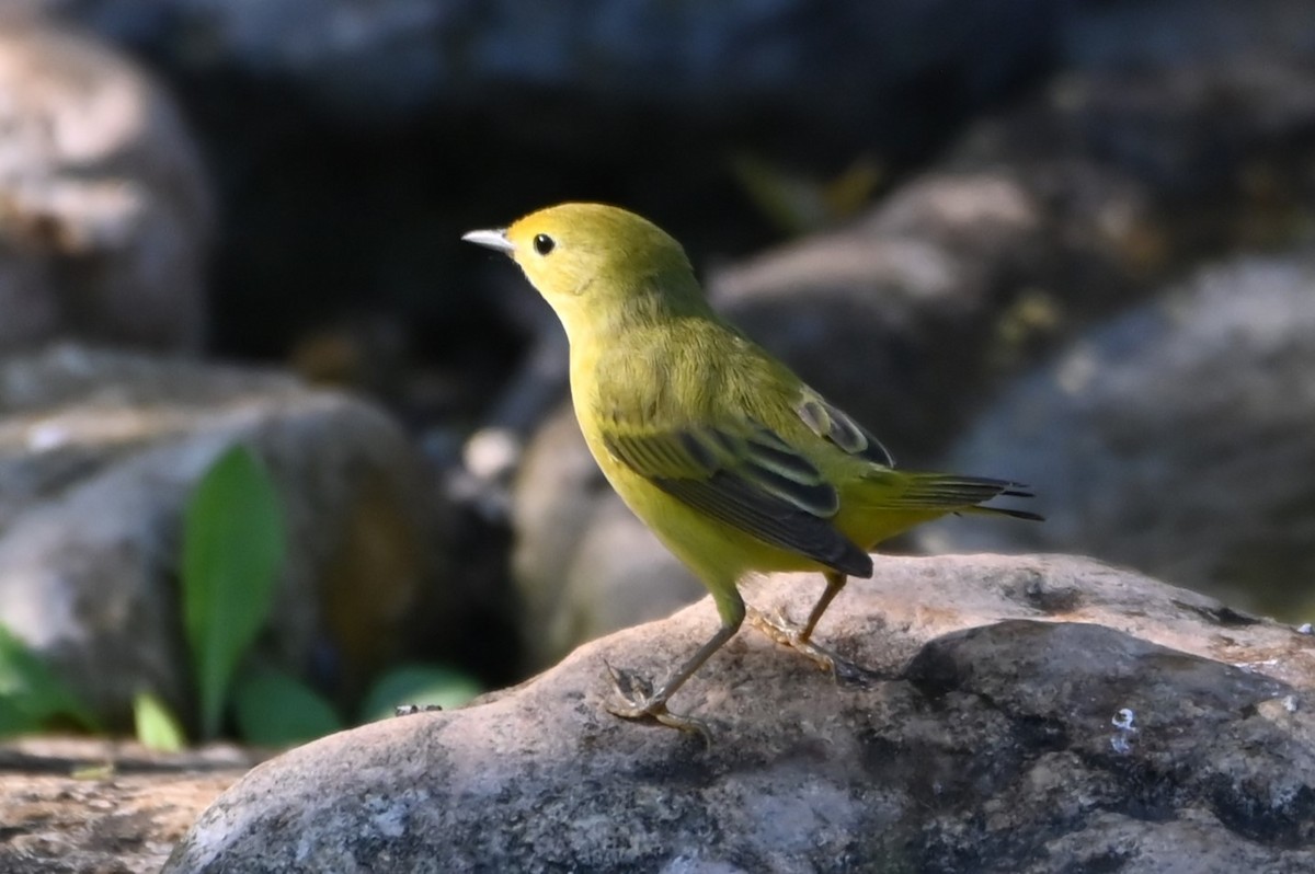 Yellow Warbler - ML620222568