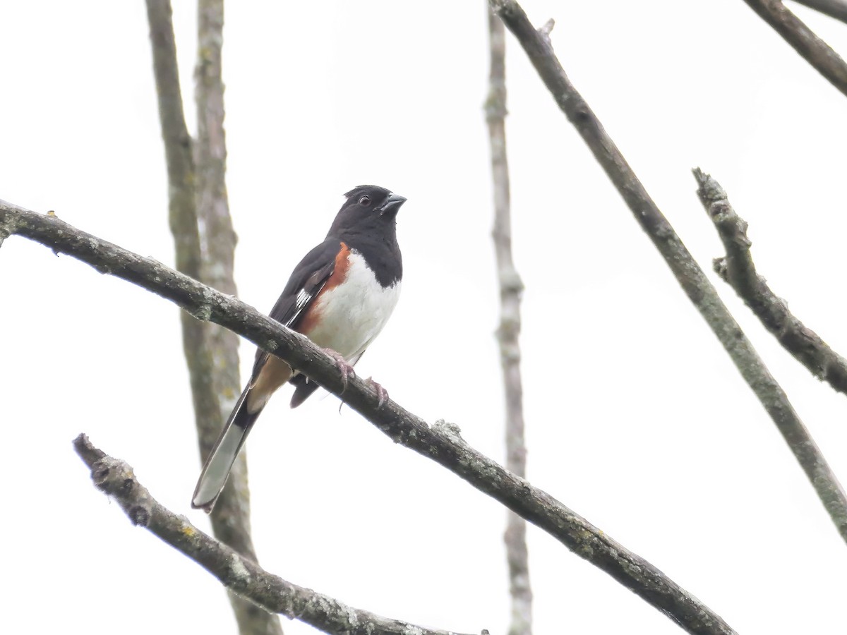 Eastern Towhee - ML620222580