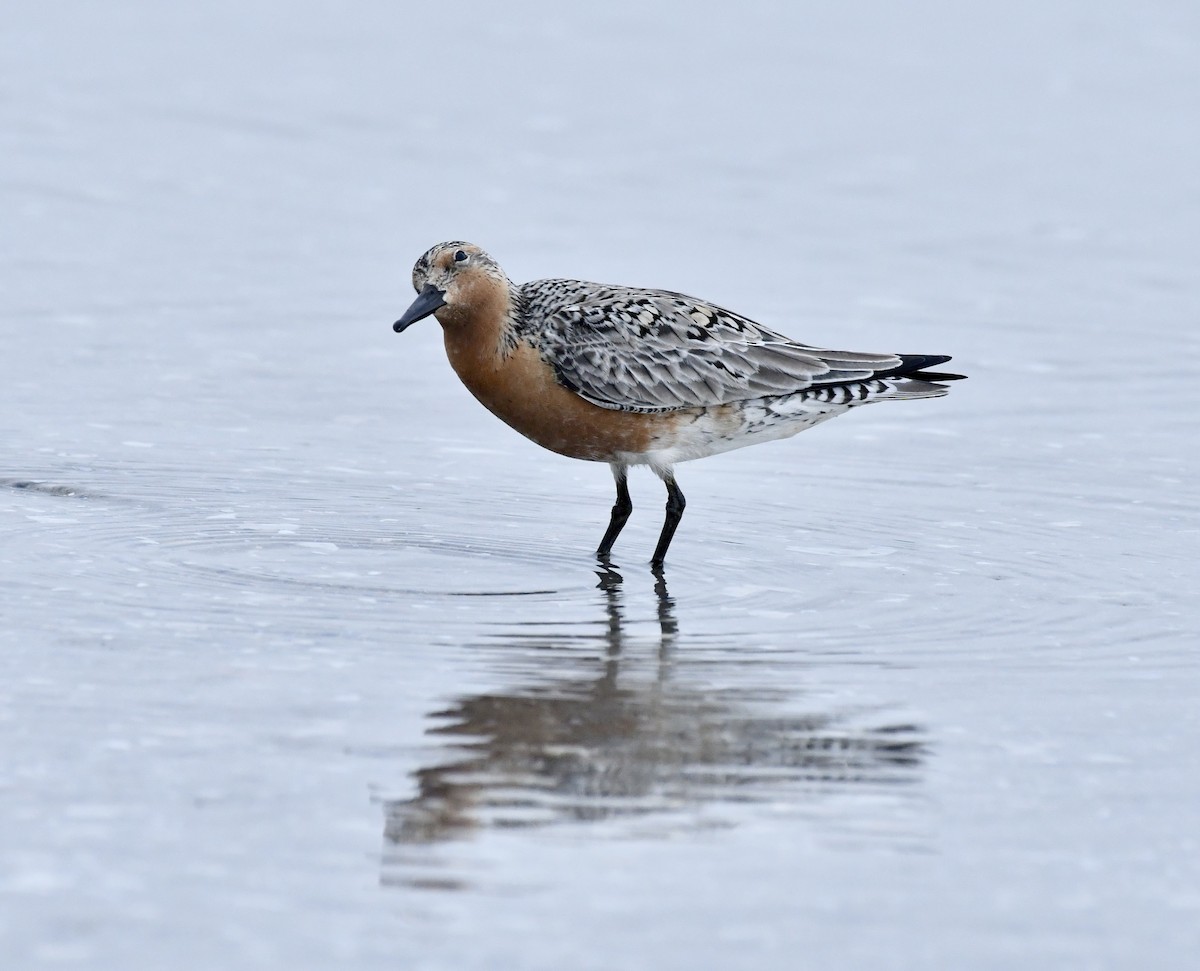 Red Knot - ML620222585