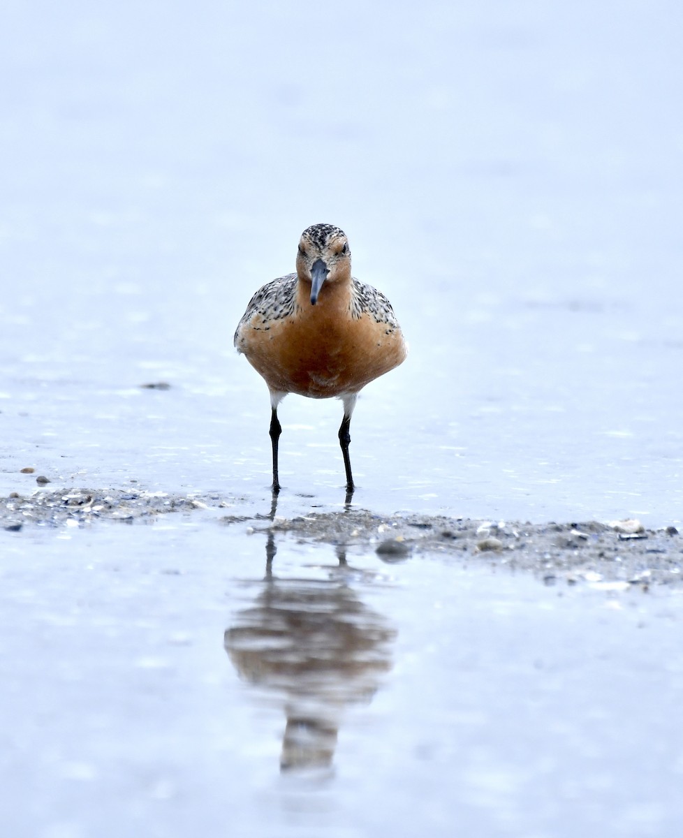 Red Knot - ML620222586