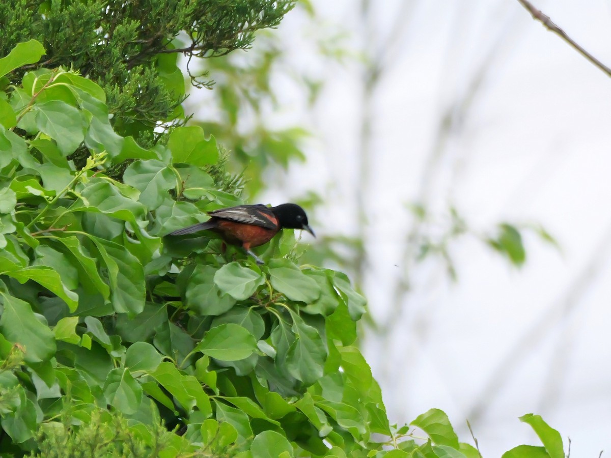 Orchard Oriole - ML620222587