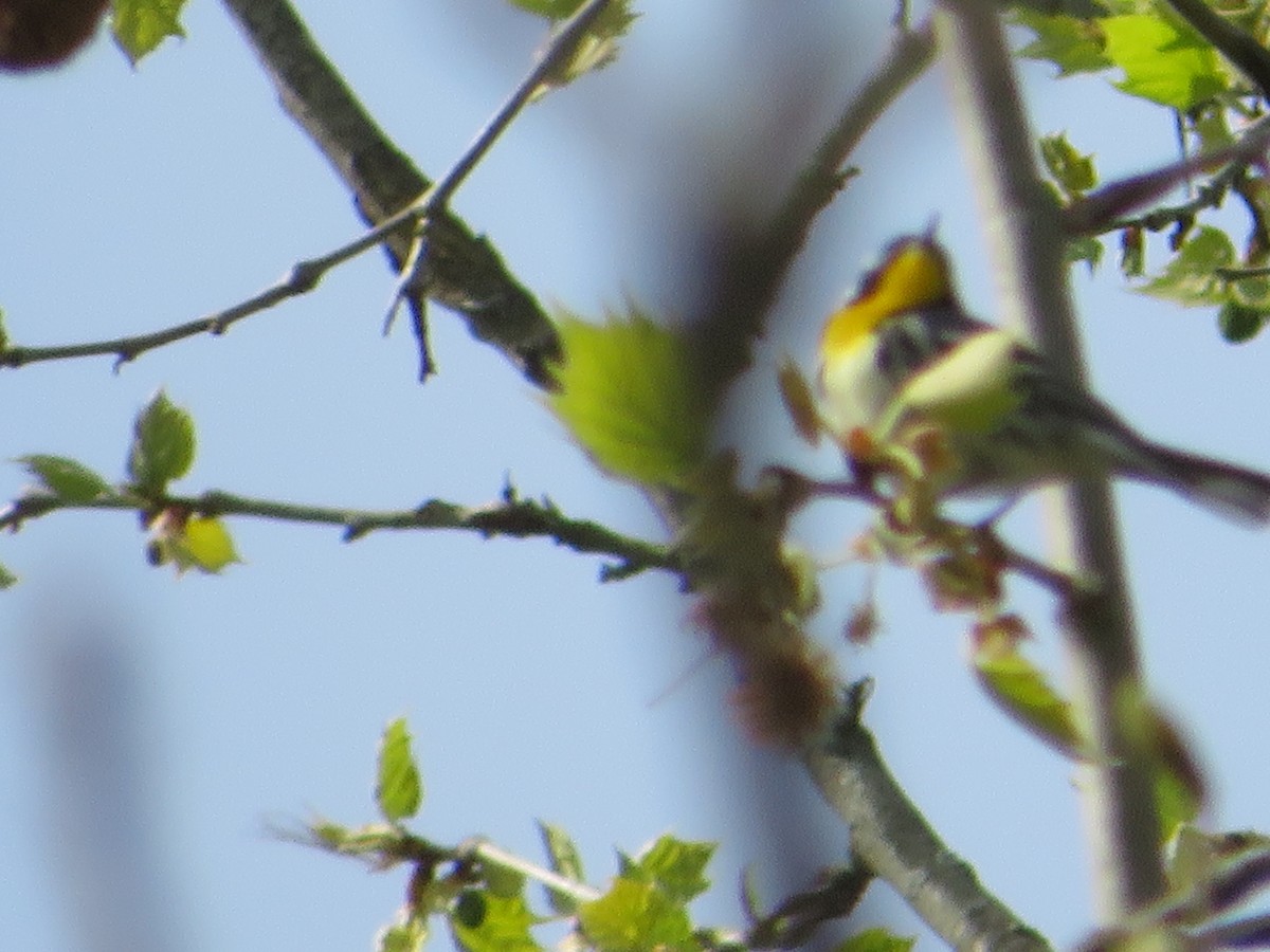 Yellow-throated Warbler - ML620222588