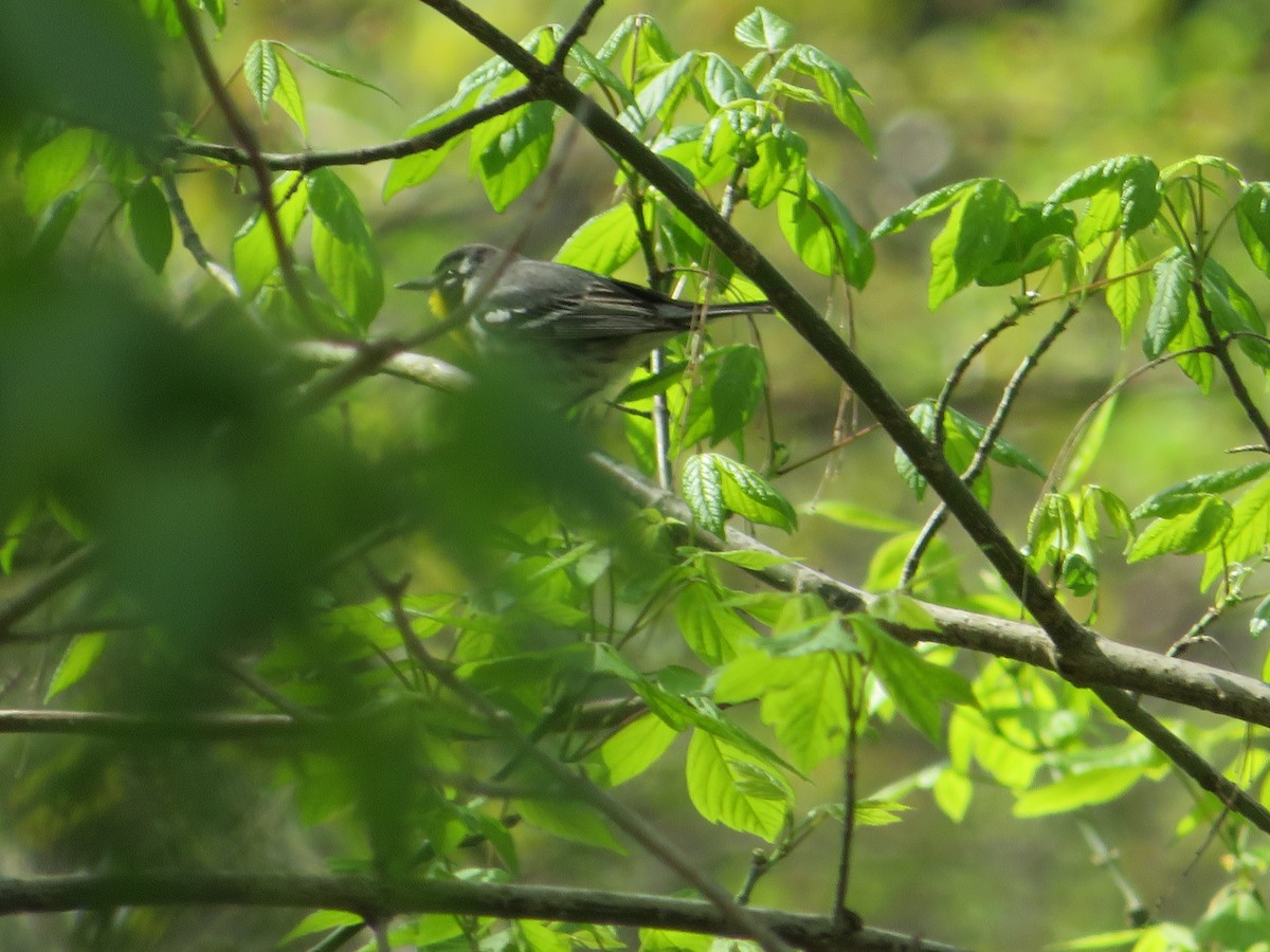 Yellow-throated Warbler - ML620222589