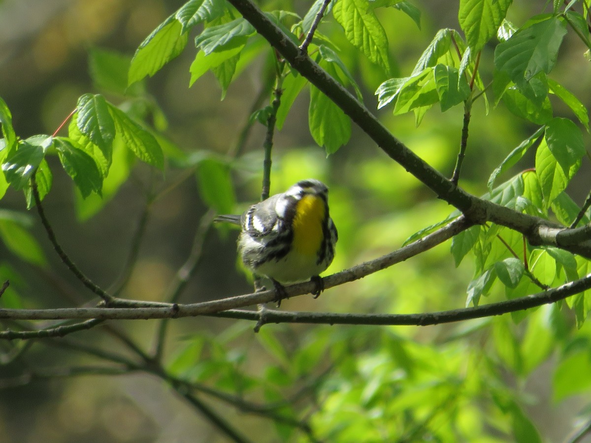 Yellow-throated Warbler - ML620222590